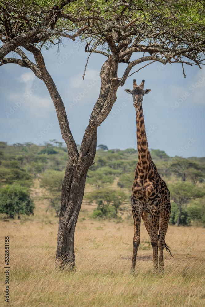 Fototapeta premium Masai giraffe eyes camera from beneath tree