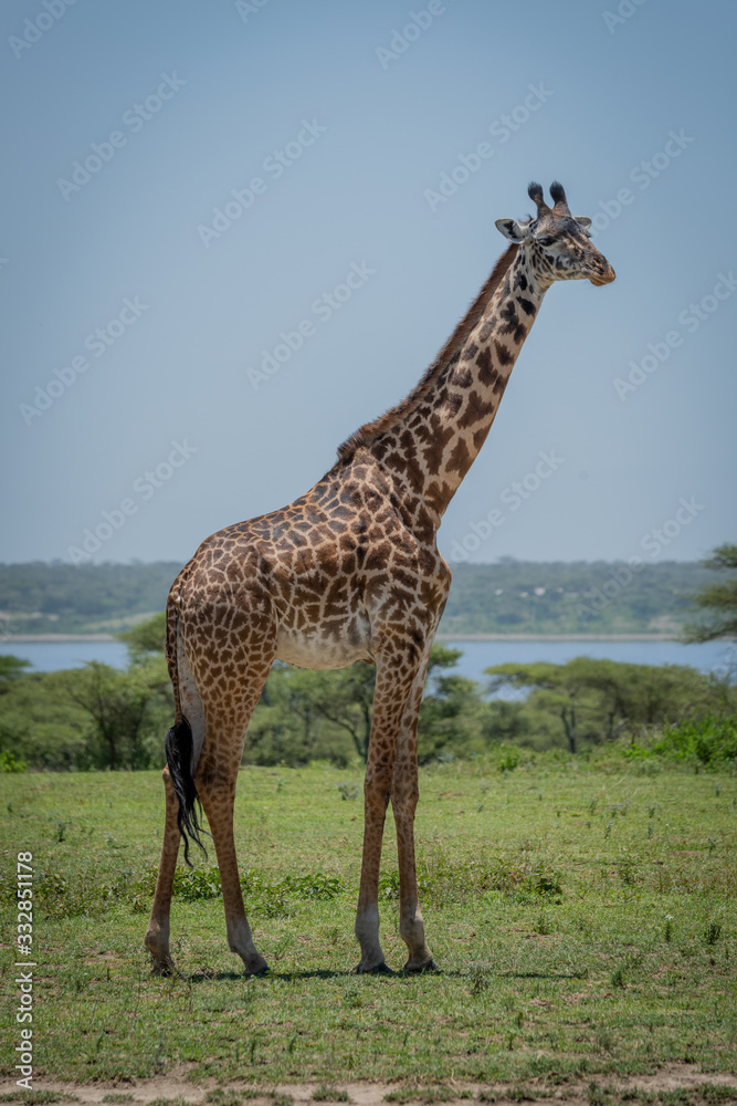 Obraz premium Masai giraffe standing with lake in background