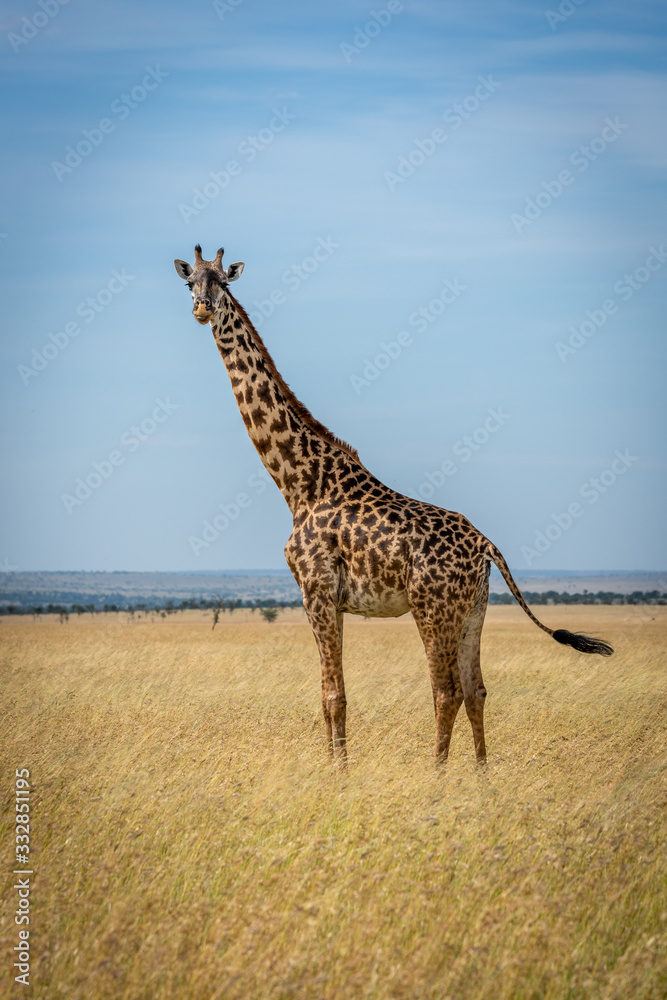 Obraz premium Masai giraffe stands in grassland flicking tail