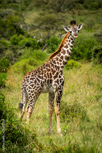 Masai giraffe calf stands in grassy clearing