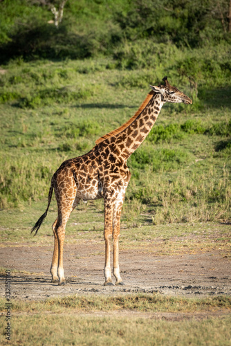 Masai giraffe stands by trees in sunshine