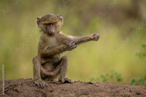 Olive baboon sits on bank scratching arm
