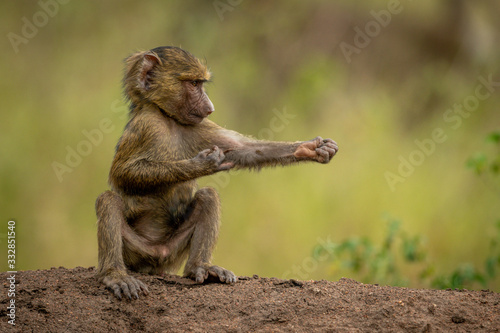 Olive baboon sits on bank scratching elbow
