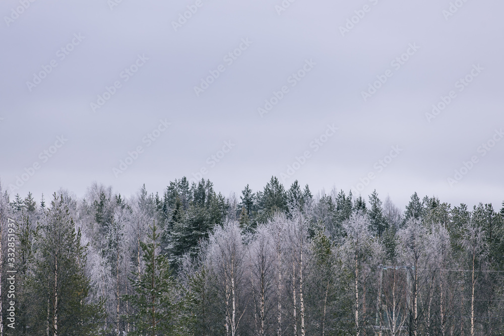 Forest in Finland in winter time Forest in Finland in winter time