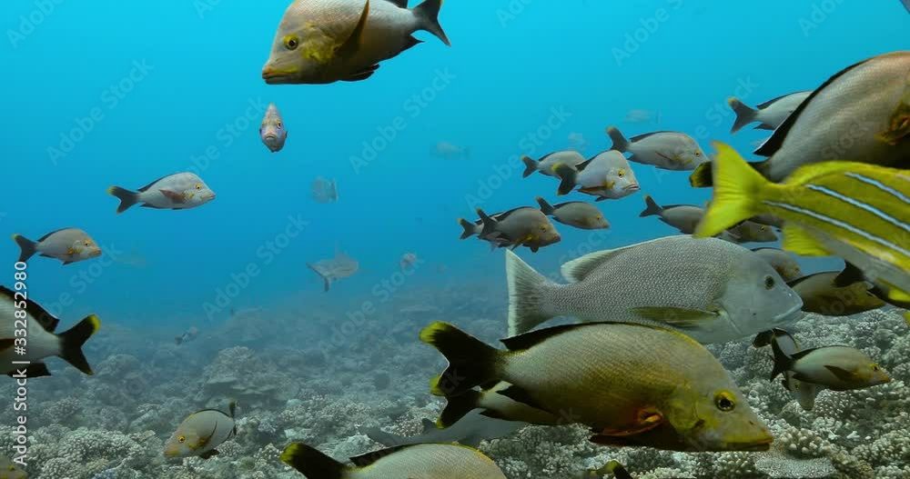 Close up of tropical fish with sharks in the background in the Pacific Ocean. Underwater life with fish near coral reef in the Ocean. Diving in the clear water - 4K Close up of tropical fish with sharks in the background in the Pacific Ocean. Underwater life with fish near coral reef in the Ocean. Diving in the clear water - 4K