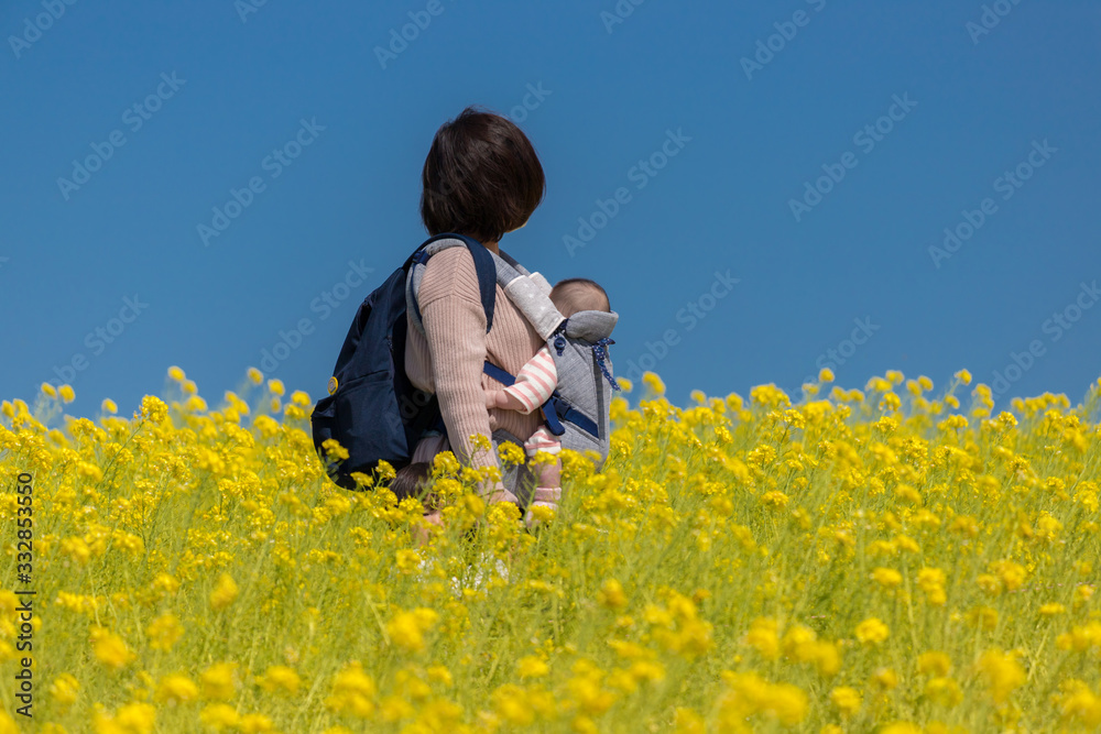 Fototapeta premium 春の満開の菜の花の畑で散策している親子