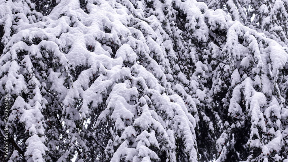Fototapeta premium Snowy spruce branch. Winter nature background with snow covered spruce branches. Beautiful winter season scene with snowy spruce Christmas tree branch.