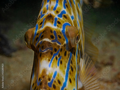 Scraweled Filefish, Schrift-Feilenfisch (Aluterus scriptus) photo