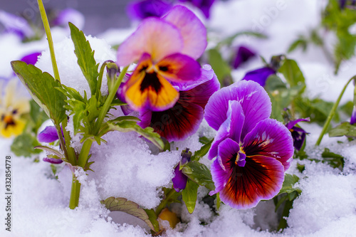 Spring blossom flowers under the march snow. Pansy in spring snowy background.
