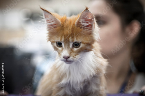 Little ginger kitten looks down with sadness © Kooper