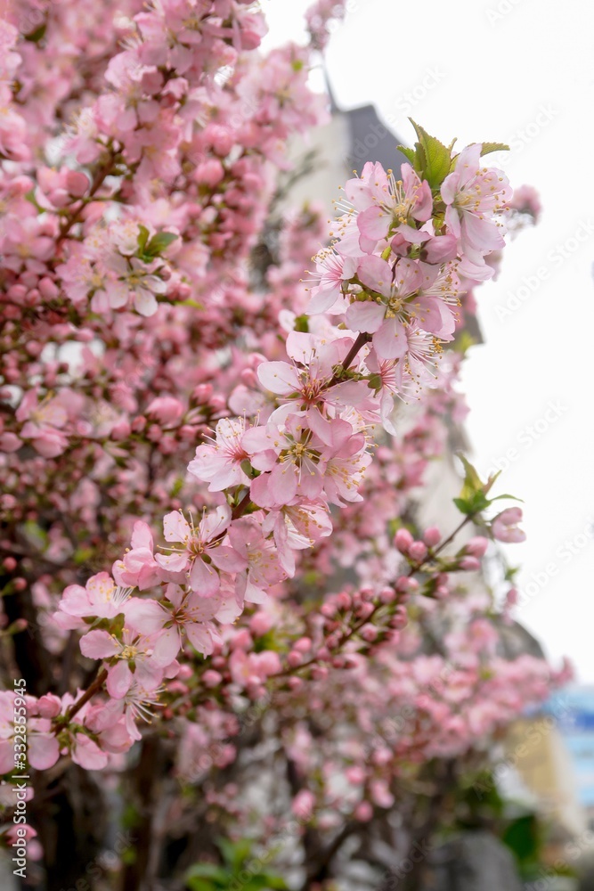 桜　ピンク　全盛期　咲く　美しさ