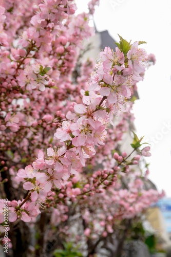 桜 ピンク 全盛期 咲く 美しさ