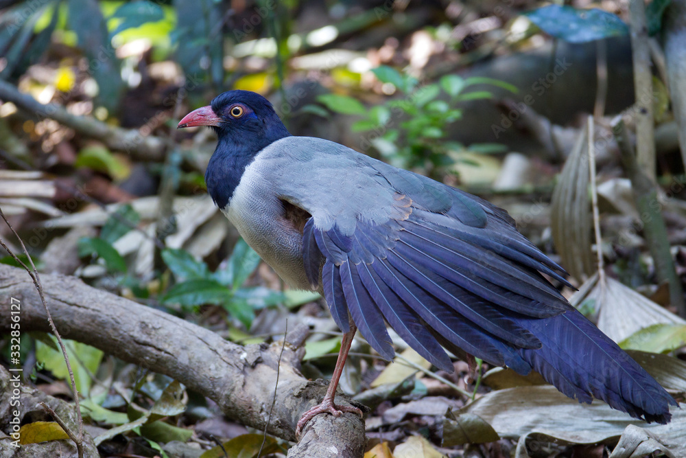 Fototapeta premium Coral-billed ground cuckoo (Carpococcyx renauldi), low angle view, side shot, searching food on the fallen tree on the ground in tropical moist forest, Khao Yai National Park, the jungle of Thailand.