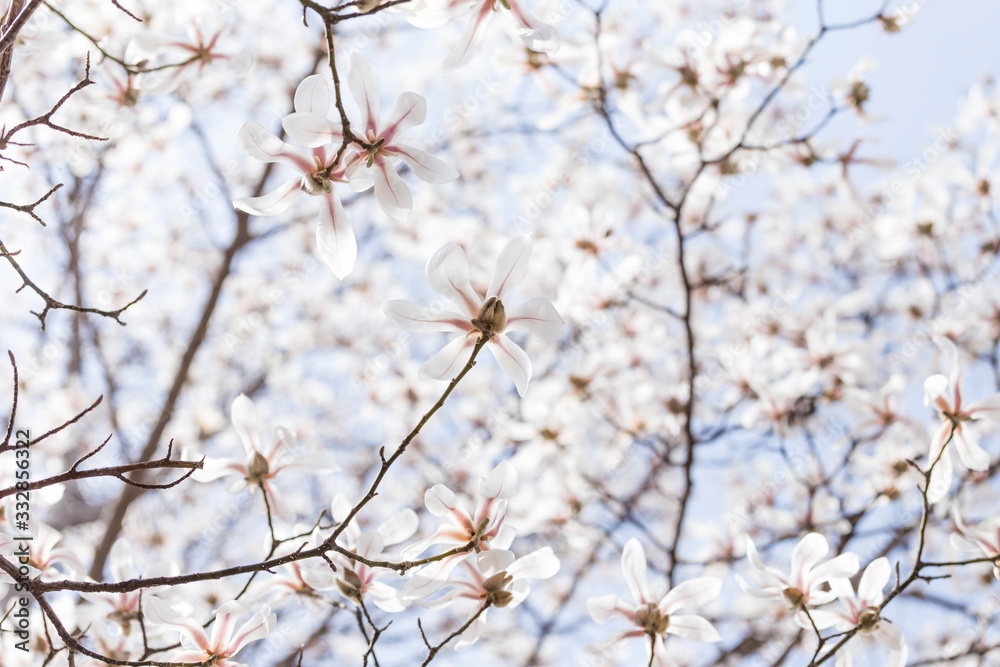 Magnolias bloom in the park in spring Magnolias bloom in the park in spring