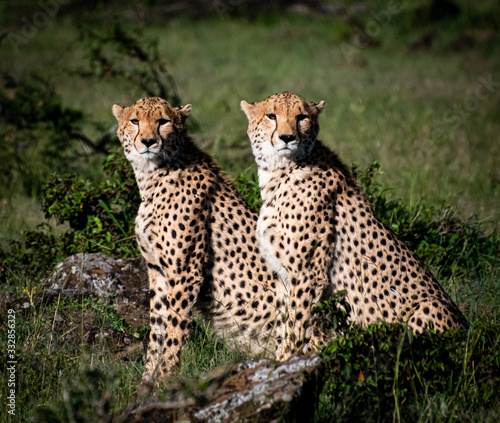 2 cheetahs sitting on safari in Africa