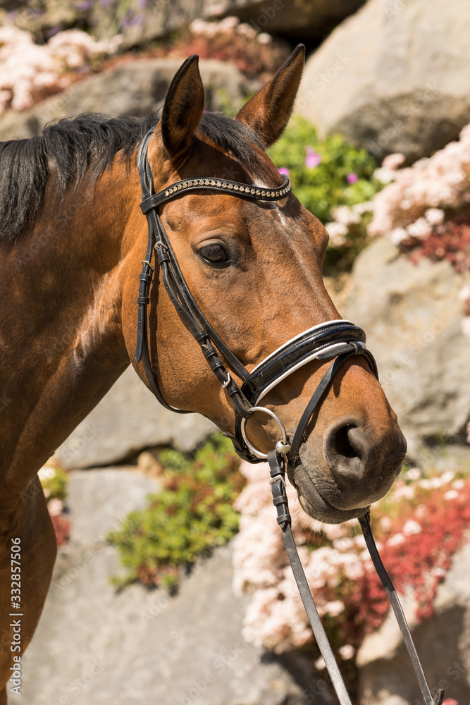 Fototapeta premium Horse warmblood portraits from the right side in front of a stone wall..