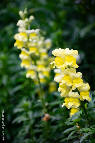 Yellow flowers in garden China