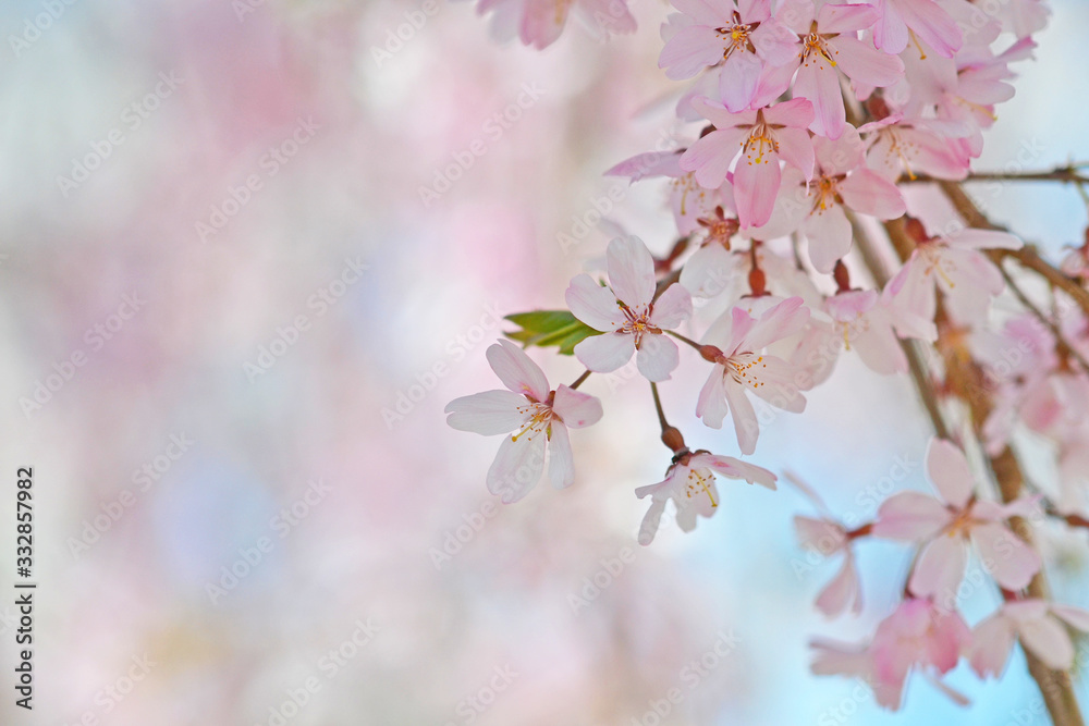 桜が咲く