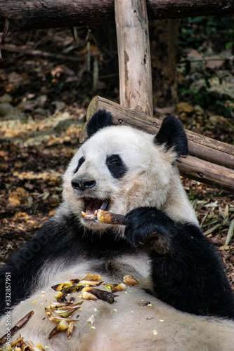 Giant panda eating bamboo in China