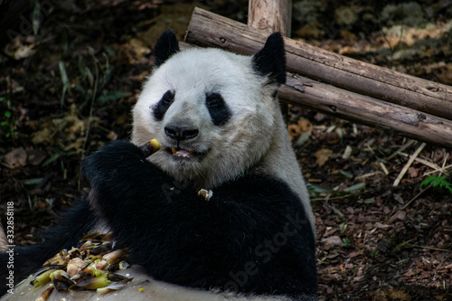 Giant panda eating bamboo in China
