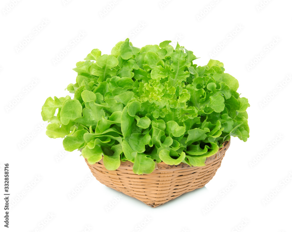 green oak lettuce in wood basket isolated on white background green oak lettuce in wood basket isolated on white background