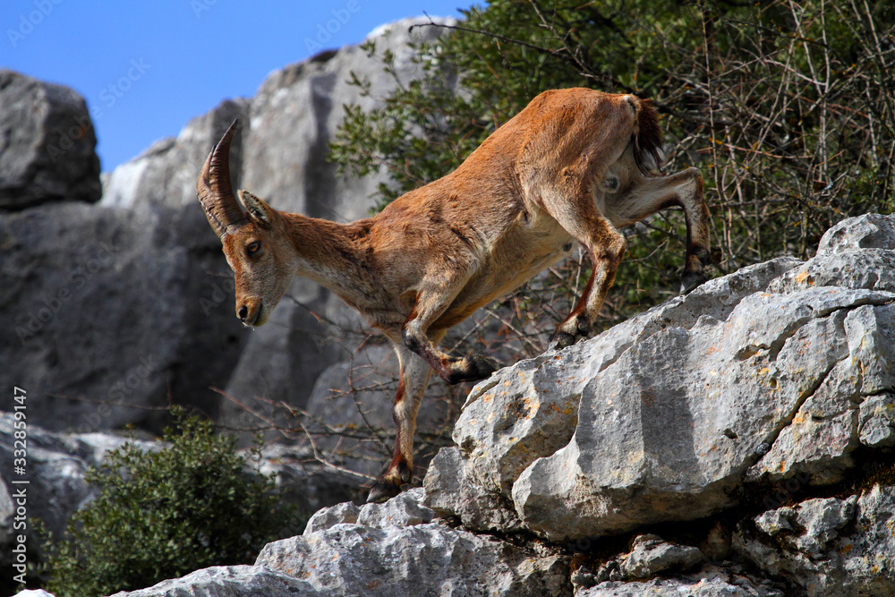 Naklejka premium Solitary mountain goat surrounded by stones and bushes.