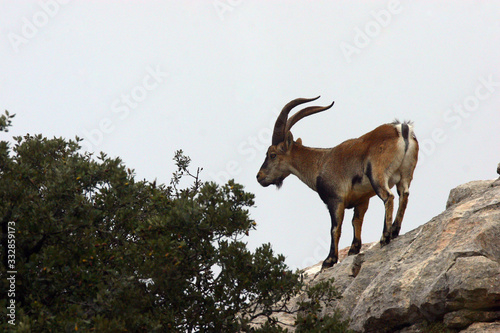 Solitary mountain goat surrounded by stones and bushes.