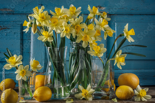 Fresh yellow spring flowers of daffodils in different vases on an old wooden vintage background in blue. Still life.