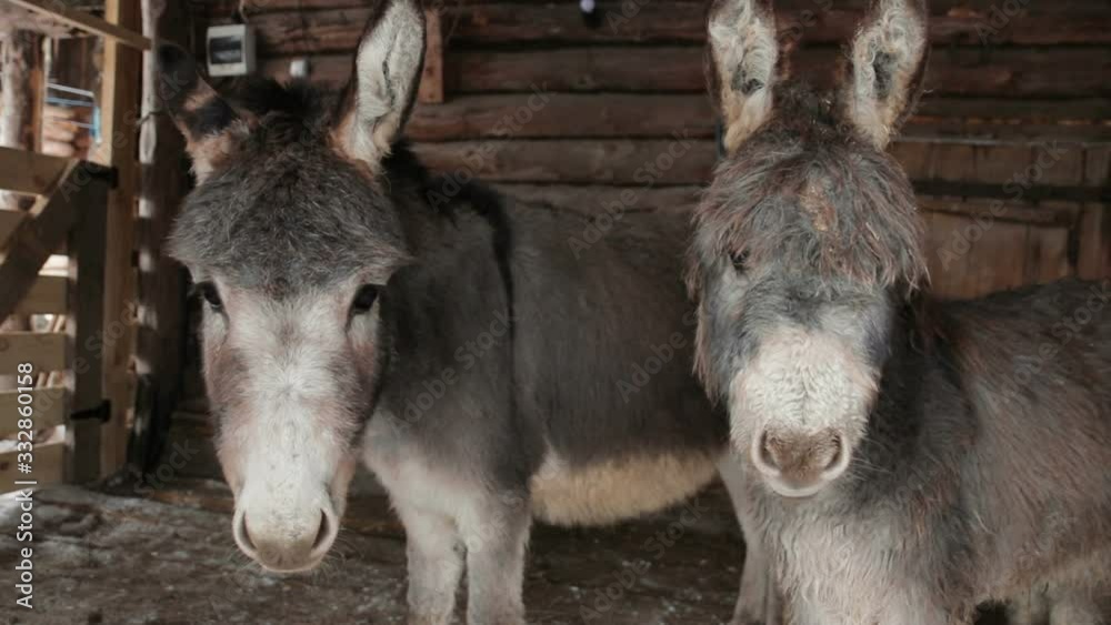Two Donkeys In A Paddock looking at camera Two Donkeys In A Paddock looking at camera