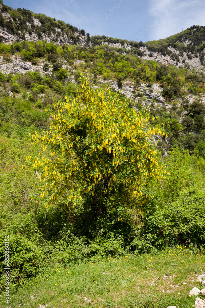 Laburnum anagyroides, beautiful laburnum in bloom. Golden chain, golden rain Laburnum anagyroides, beautiful laburnum in bloom. Golden chain, golden rain