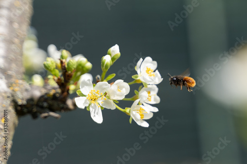 bee and flowers