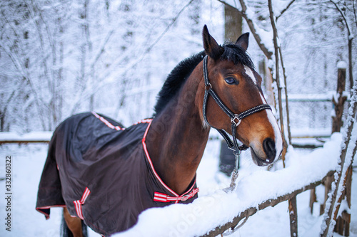 portrait of a horse in winter © aleksa3136