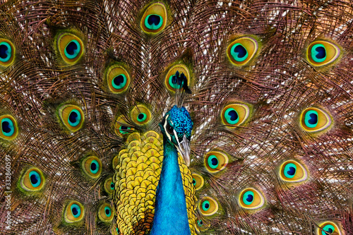 Male peacock with feathers out