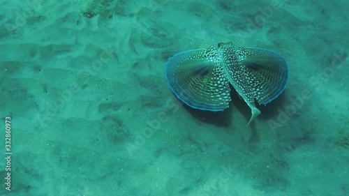 Gunard fish, swimming on the bottom of the sea. photo