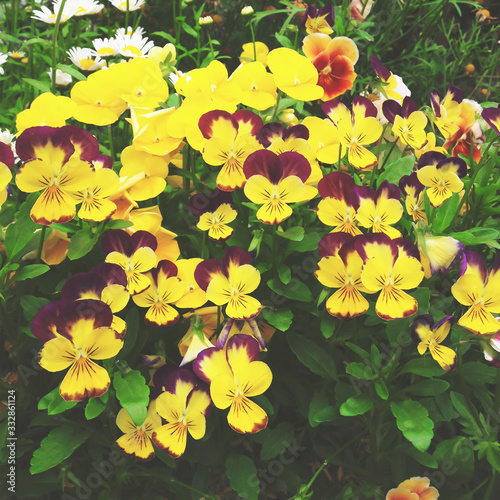Picture of yellow and purple pansies