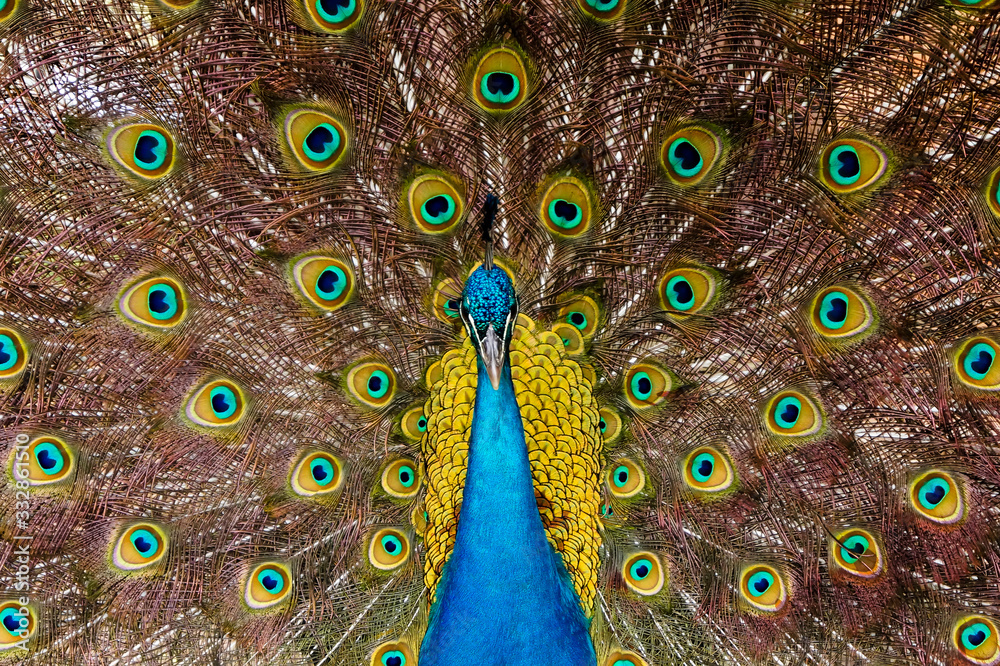 Obraz premium Front male peacock with feathers out