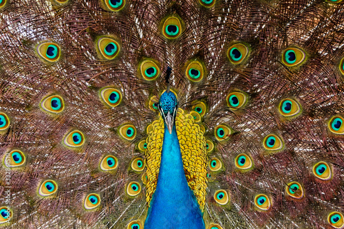 Front male peacock with feathers out