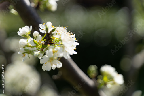 white flowers