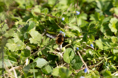bee on flower