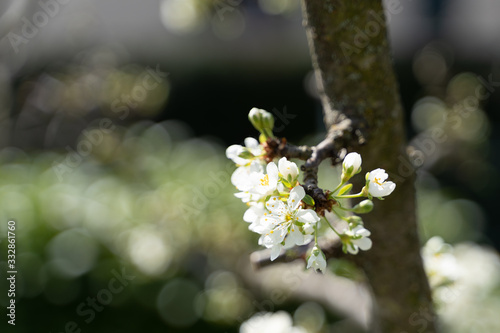 bee and flowers