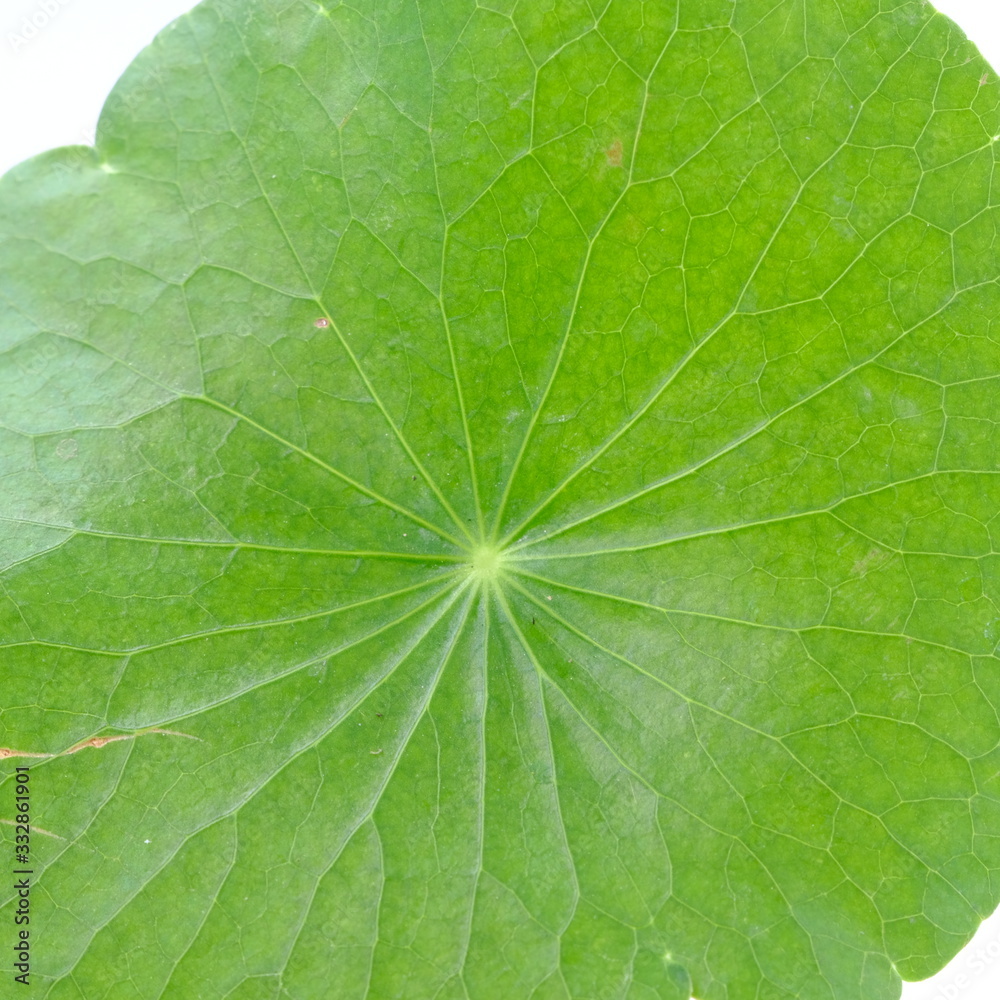 Closeup leaf of Gotu kola, Asiatic pennywort, Indian pennywort on white background, herb and medical concept, selective focus Closeup leaf of Gotu kola, Asiatic pennywort, Indian pennywort on white background, herb and medical concept, selective focus