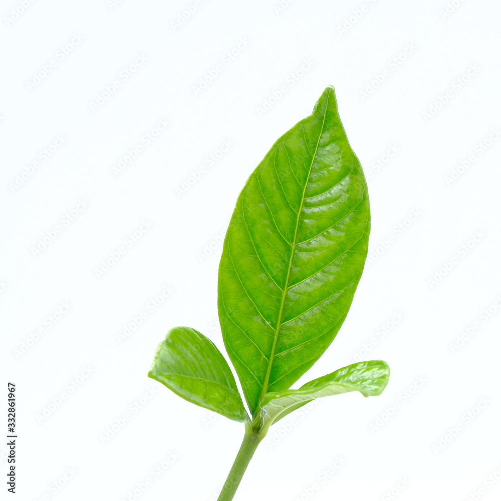 Obraz premium green leaf isolated on white background