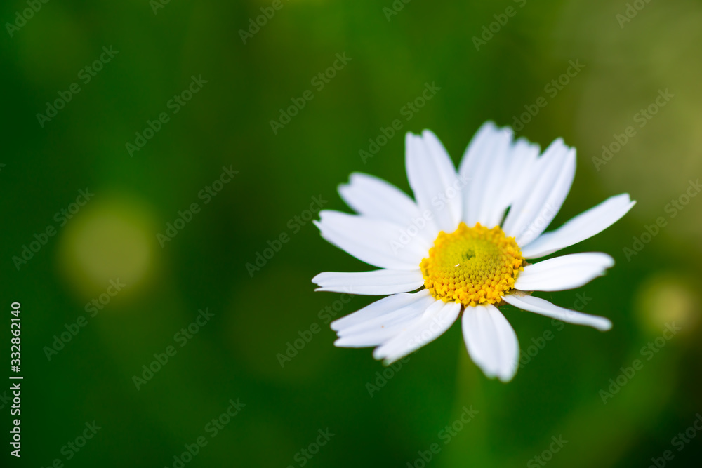 Fototapeta premium White single camomile daisy flower on green meadow - shallow depth of field