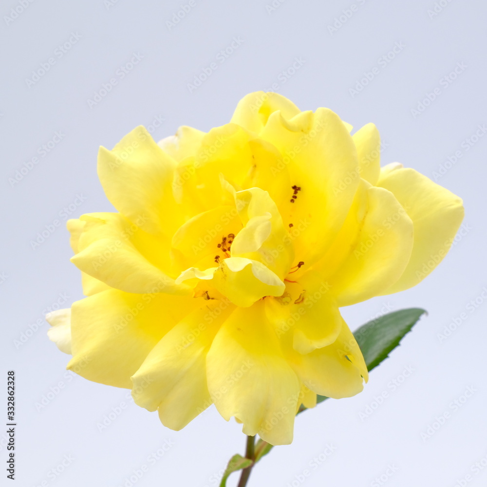 Yellow rose isolated on white background. Yellow rose isolated on white background.