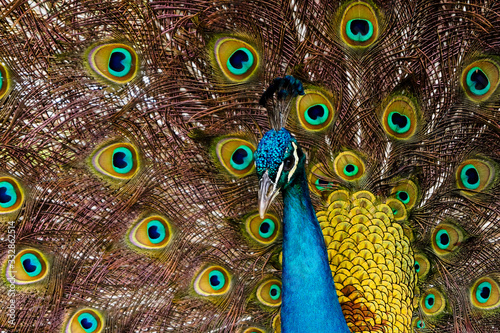 Male peacock with feathers out observing
