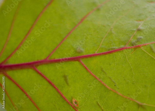  green leaf macro with red veins creating a natural background