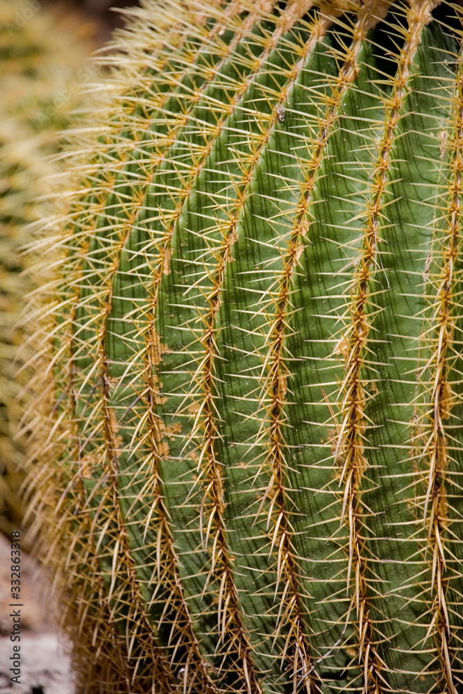 original background made of green cactus, with sharp spines in close-up original background made of green cactus, with sharp spines in close-up