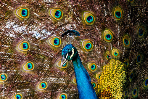 Male peacock with feathers out observing