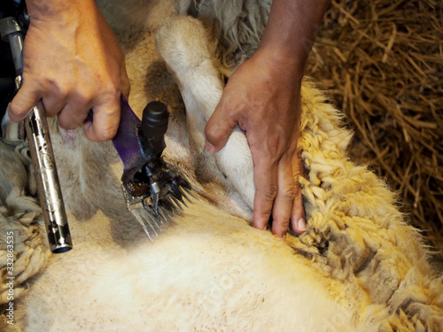 Farmer shearing sheep for wool in barn.Sheep shearers shearing sheep wool with electric clippers