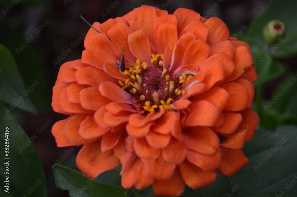 orange flower orange flower